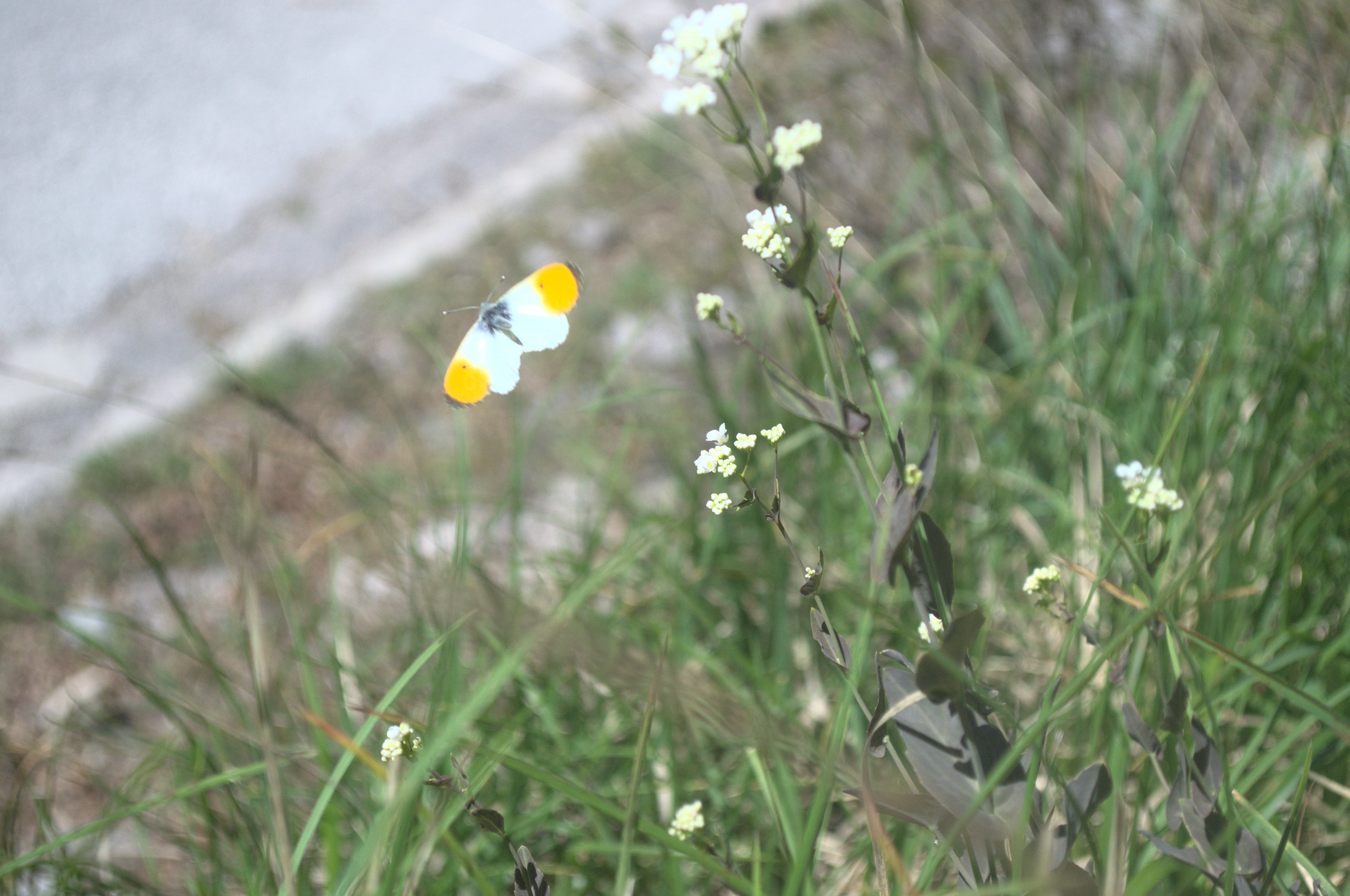 Butterfly WRC rally Croatia 2024